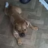 'Traumatised' dog trapped in Derby home after explosion on way to recovery
