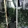 More than 170 plants uncovered at Peak District cannabis farm