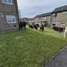Surprise for police team as cows invade Derbyshire town