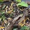 Mystery of the missing crocodile spotted in Derbyshire canal has been solved